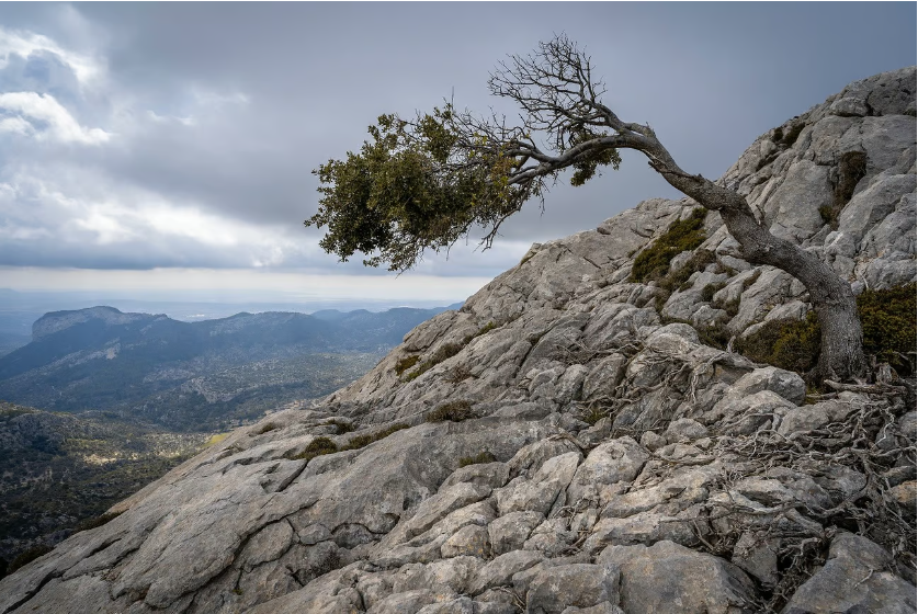 “The Journey to Fostering Stress Resilience” by Mariya Hoffmann